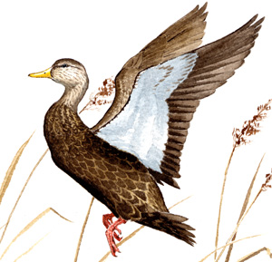 American Black Duck