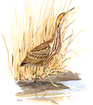 American Bittern