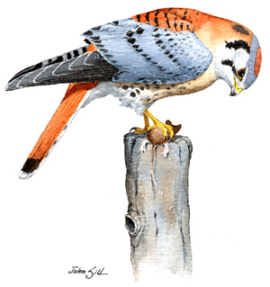 American Kestrel