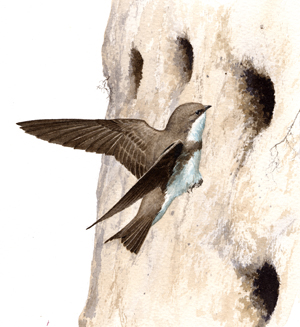 Bank Swallow