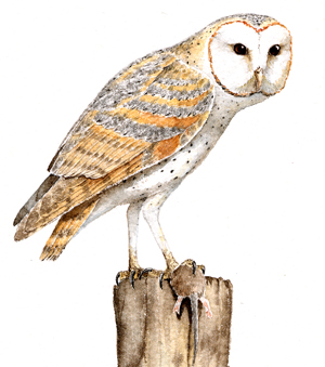 Barn Owl