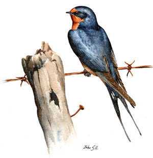 Barn Swallow