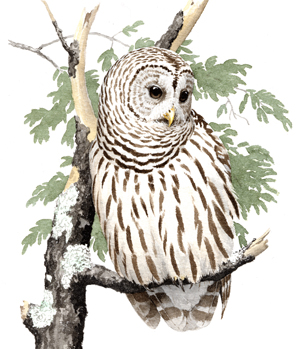 Barred Owl