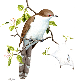 Black-billed Cuckoo