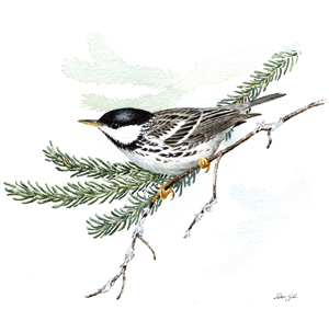 Blackpoll Warbler