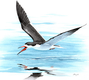 Black Skimmer