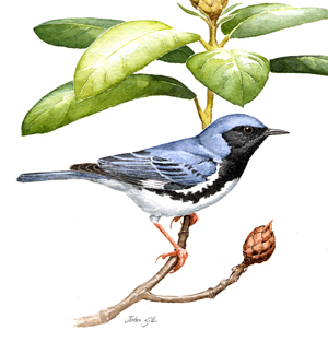 Black-throated Blue Warbler