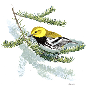 Black-throated Green Warbler