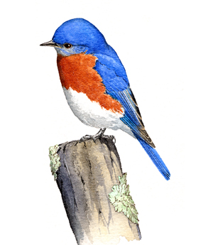 Eastern Bluebird