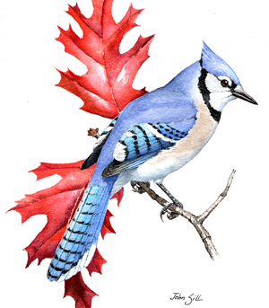 Blue Jay (EwA Guide to the Birds of the Fells (Massachusetts, US)) ·  iNaturalist