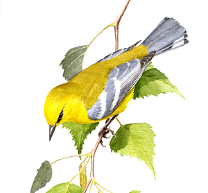 Blue-winged Warbler