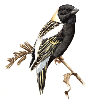 Bobolink