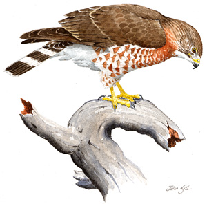 Broad-winged Hawk