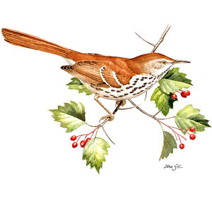 Brown Thrasher