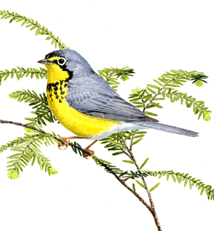 Canada Warbler