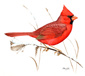 Northern Cardinal