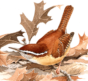 Carolina Wren