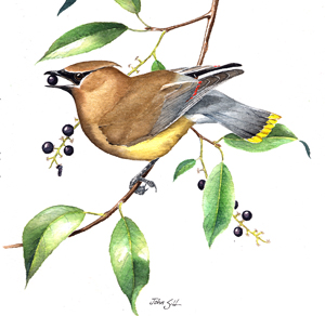 Cedar Waxwing