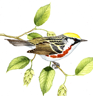 Chestnut-sided Warbler