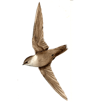 Chimney Swift