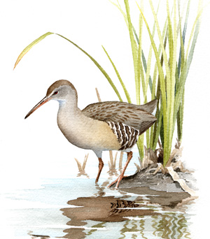 Clapper Rail