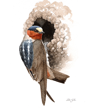 Cliff Swallow