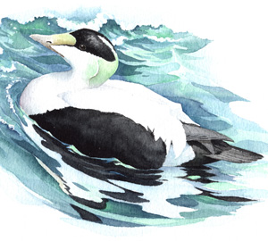 Common Eider