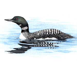 Common Loon