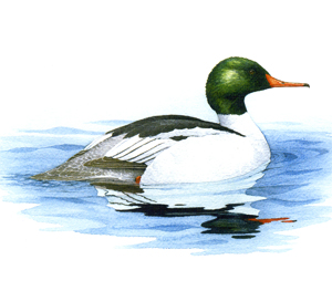 Common Merganser