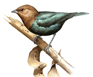 Brown-headed Cowbird