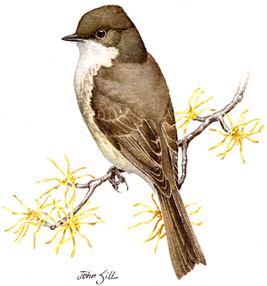 Eastern Phoebe