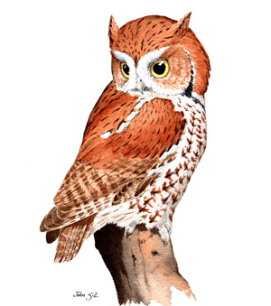 Eastern Screech-Owl