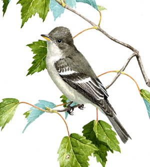 Eastern Wood-Pewee