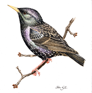 European Starling