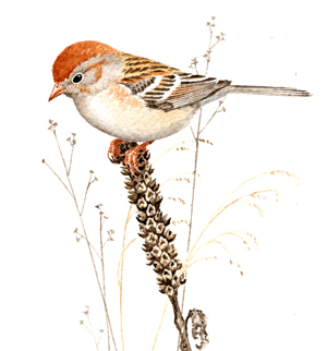 Field Sparrow