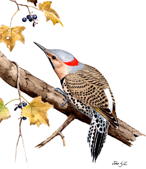 Northern Flicker