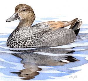 Gadwall