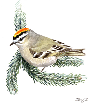 Golden-crowned Kinglet