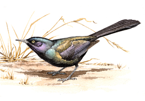 Common Grackle