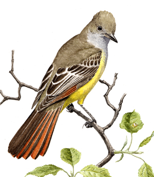 Great Crested Flycatcher