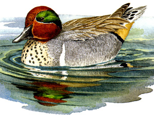 Green-winged Teal