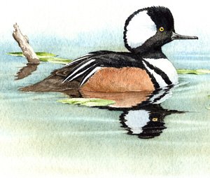 Hooded Merganser