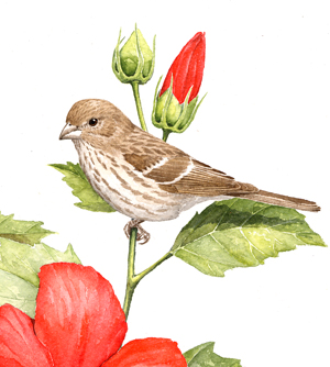 House Finch