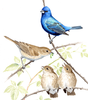 Indigo Bunting