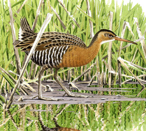 King Rail