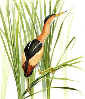 Least Bittern