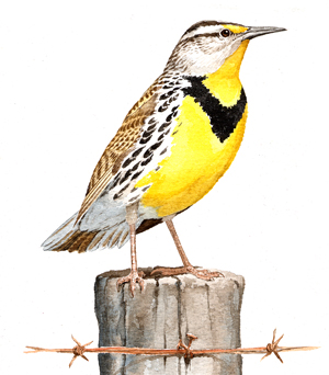 Eastern Meadowlark