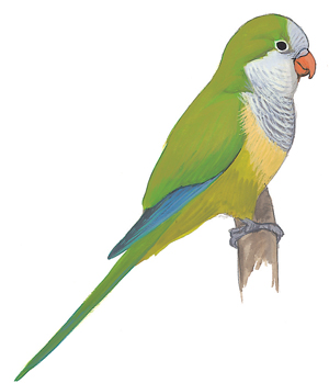 Monk Parakeet