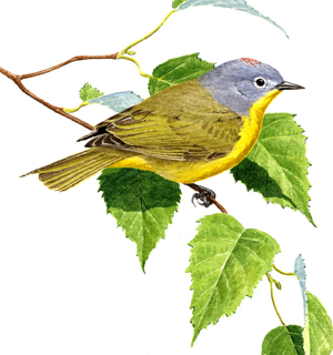 Nashville Warbler