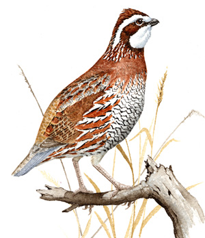 Northern Bobwhite